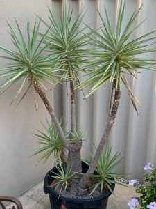 VARIEGATED YUCCA