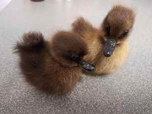 Taxidermy ducklings