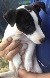 Price reduction Pure bred Jack Russell puppies. 1 female 1 male left 