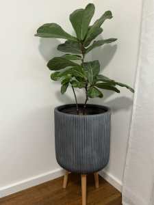 planter only 64cm H 