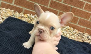 Pure Breed French Bulldog Puppies