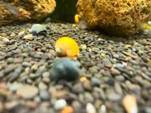 Mystery Snails Special ! ! !