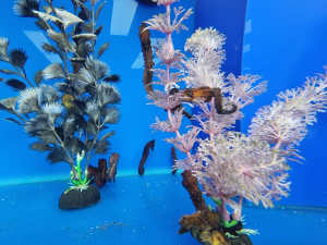 H.kuda seahorse Marine fish
