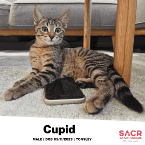 Available for Adoption - Cupid!