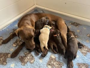 Chocolate and Golden Male Labrador Retriever Puppies READY NOW