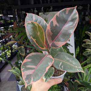 Ficus Elastica Ruby - 105mm (Goulburn Delivery Sunday)