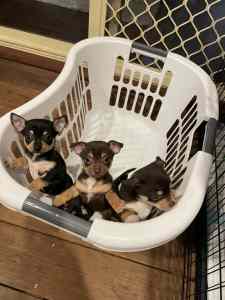 Chihuahua puppies pure breed