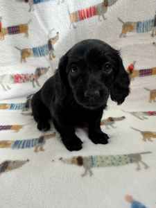 READY NOW Longhair miniature dachshunds (solid black)