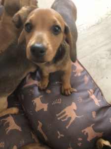 1 LEFT FEMALE DASHOUND PUP BORN 8/2/2024 READY TO GO TO NEW HOME