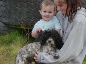 Miniature Poodle Female 2 years old