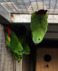 Looking for something different ?Blue crowned hanging parrots