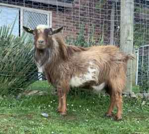 Registered Pygmy Goat Buck 61%
