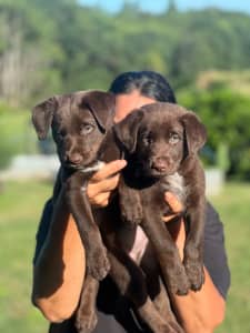 Red kelpie male pup for sale