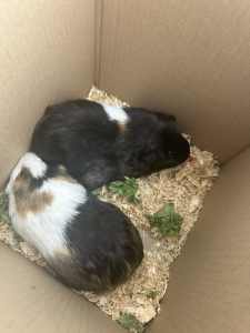 2 bonded female Guinea pigs with cage