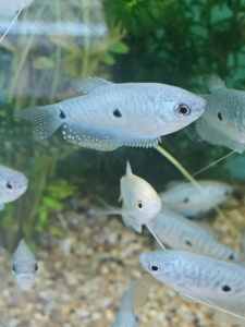 Blue Spotted Gourami