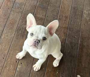 French Bulldogs DNA Clear. SOLD