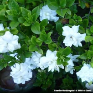 GARDENIAS plus other 100s of GREAT PLANTS - CHEAP PRICES