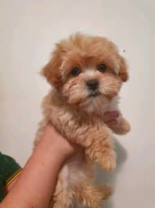 2 Left... Ready to go! Apricot Red Toy Moodles. (Maltese x toy poodle)