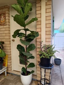 Beautiful tall Fiddle leaf plants for sale (2 meter)