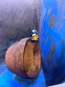 Various clownfish for sale