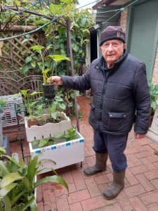 Big plant sale this weeknd indoor outdoor plants garden aloe chilli