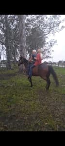 Learners gelding anyone can ride him 