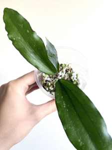 Hoya Erythrina - Fully Rooted Cutting