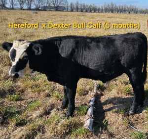 Hereford and Hereford x Dexter Cattle 
