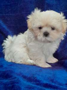 Maltese x shih tzu toy size female puppy for sale 