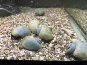 Mystery Snails Blue Rare, 3 free Crystal Shrimps with each snail