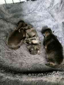 EOI Pure breed pomeranian puppies 