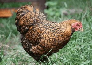 Gold Laced Wyandotte Hens Pullets