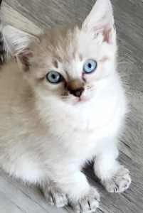 Beautiful Blue eyed kittens 