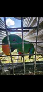 Breeding pair of Eclectus Parrots for sale