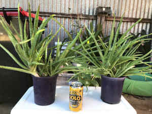 Large Aloe Vera plant in pot