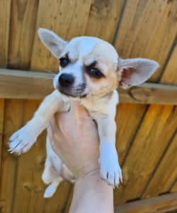 Purebred Chihuahua MUST GO ASAP 1 LEFT! 