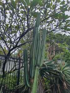5 Large Cactus Cuttings Rare Trimming Plant