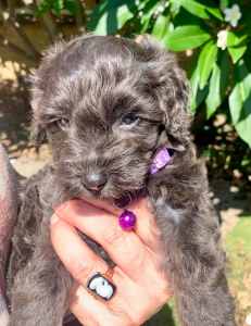 Let a little ray of sunshine into your life! Beautiful Toy Cavoodles
