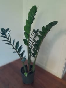 Zamioculcas zamiifolia ZZ plant Zanzibar gem tropical lush 80-120cm