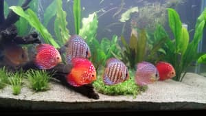 WANTED - Young Discus Fish