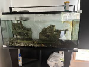 Fish tank and one fish