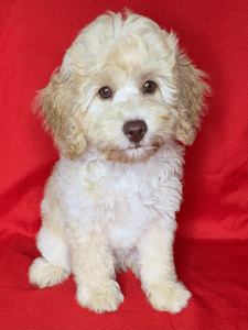 Male Cavoodle Puppy - Guardian Home - NFS