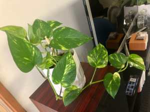 Healthy Devil Ivy Indoor Plant