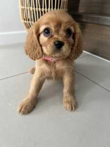 7 cavalier King Charles puppies ready to go now