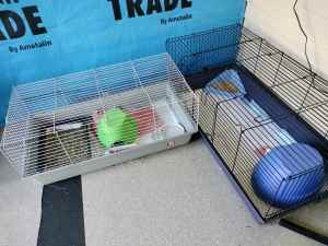3 guinea pigs plus indoor enclosure 