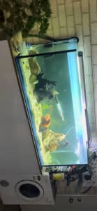 5ft fish tank