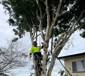 Tree lopping and stump grinding 