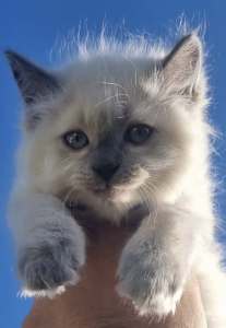 PURE BREED BLUE POINT ragdoll up for adoption only 1 MALES LEFT!!!!