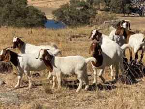 Boer wether goats