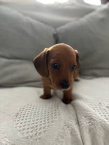 Miniature female shaded red Dachshund puppy